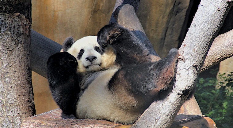 panda