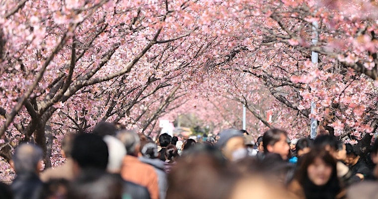sakura kersenbloesem